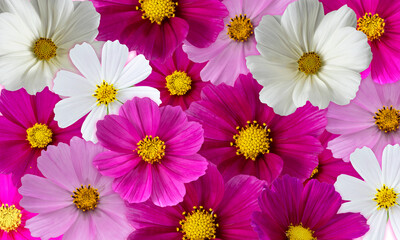 Wall Mural - Blooming cosmos. Bright multicolored floral background