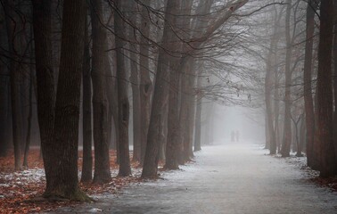 A path in the autumn forest two people are walking along a path in the fog natural background