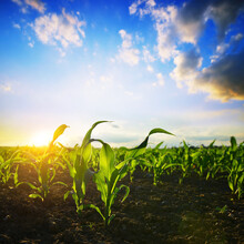 Young Green Corn Plants Growing On The Field At Sunset. Agricultural Landscape.