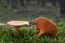 Inedible Mushroom Hygrophoropsis Aurantiaca In The Pine Forest. Known As False Chanterelle. Wild Orange Mushrooms Growing In The Moss.