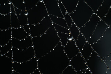  spiderweb