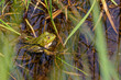 © MorePictures - Froschlurche am Badsee im Allgäu