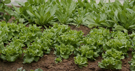 Sticker - Fresh vegetable lettuce in farm