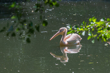 Pelican - Pelecanus - a large white bird with a large beak swims on the water. The pelican is reflected in the water. There are tree branches around.