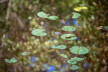 Abstract Lily Pads Floating On Lake With Forest Rteflection