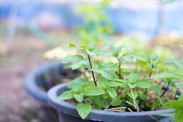 Canvas Print - Green papermint in nature.