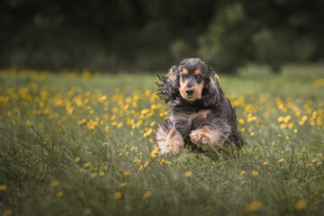 Black tri color english cocker spaniel running on green grass at summer. Portrait of dog at nature