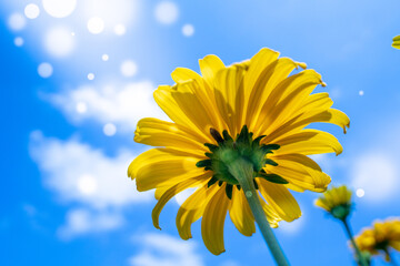 Wall Mural - rudbeckia flower on blue sky background