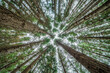 Canopy shyness - pine grove NZ