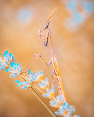 Wall Mural - mantide empusa pennata su fiore di lavanda