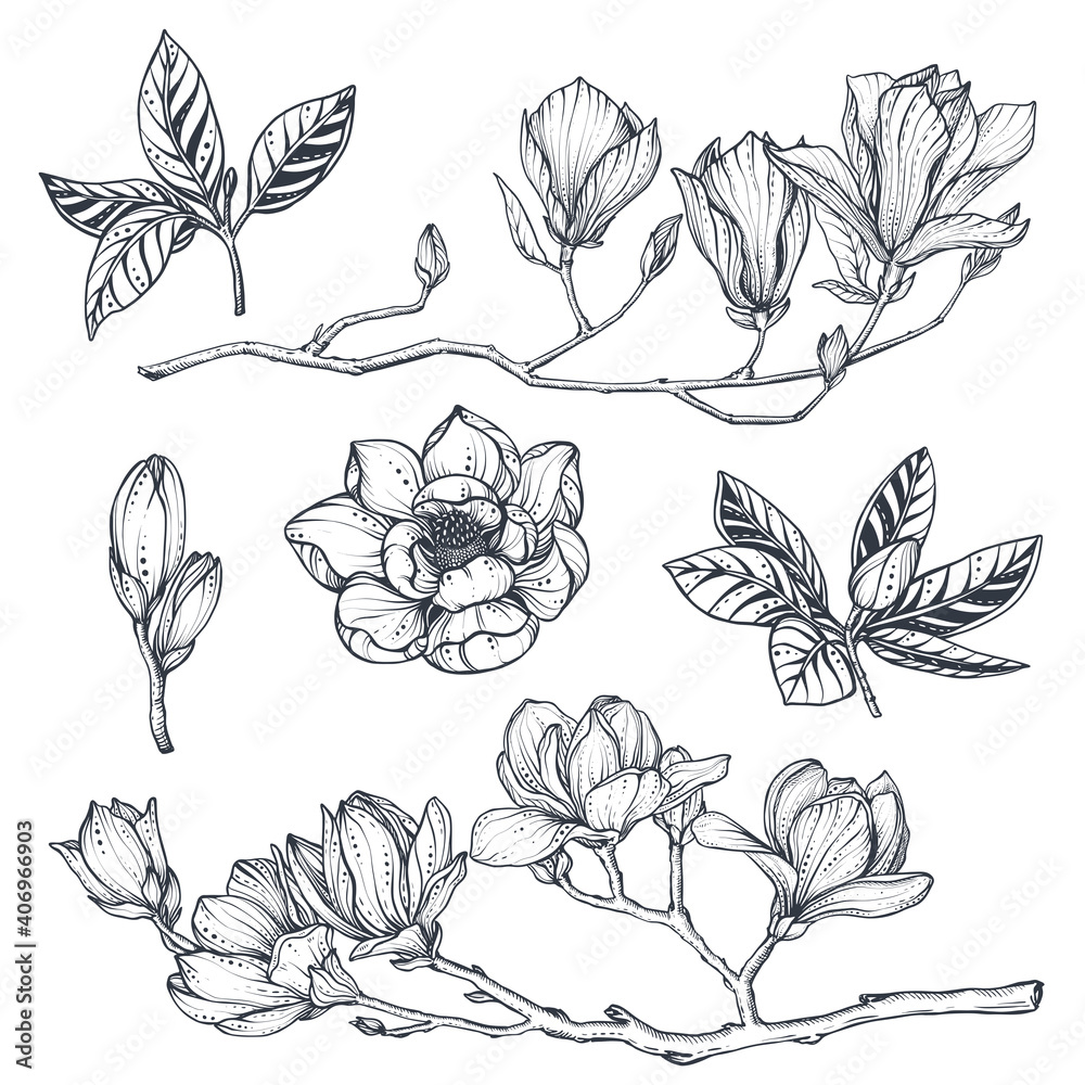 Vector collection of hand drawn magnolia flowers, leaves and branches ...
