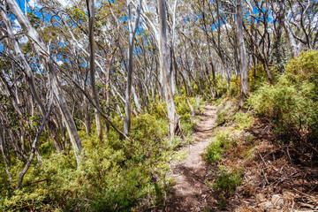 Wall Mural - Mount Buller Walking and Biking Trails in Summer