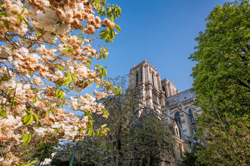 Fototapete - Paris, Notre Dame cathedral with spring trees in France