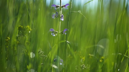 Aufkleber - Camera moves in the lush green grass with flowers. Summer green nature background with bokeh circles. Field spring flowers close up