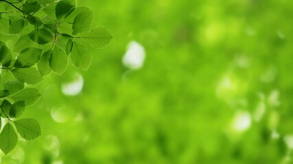 Aufkleber - Green nature background with space for text. Spring green leaves sway in the wind. Slightly blurred green nature background with bokeh