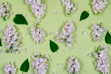 White lilac flowers and green leaves on a light green background. The basis for the postcard. Top view, flat lay.