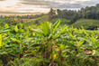 canvas print picture - Banana tree and   beautiful mountain