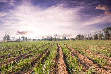 Aufkleber - sugar cane field with blue sky