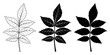 © elta11 - Ash tree leaf. Vector illustration. Outline, silhouette, line art drawing