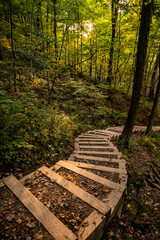 Wall Mural - Morning Sun Lights Staircase In The Woods