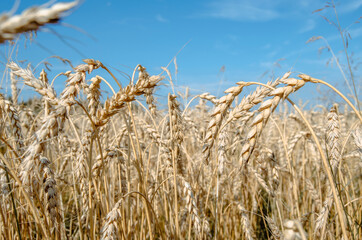 Golden wheat field. Harvest. Background of ripening ears of wheat field. Selective focus.