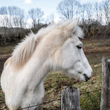Fototapeta Pokój dzieciecy - portrait d'un cheval blanc dans le pré