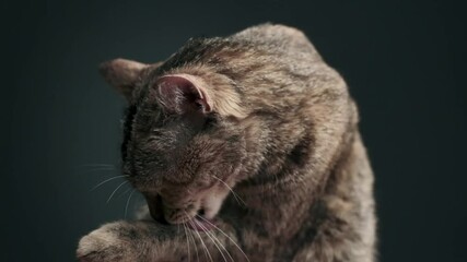 Wall Mural - Domestic cute ginger tabby cat licking its paw and washing itself indoor. Slow motion 240 FPS.