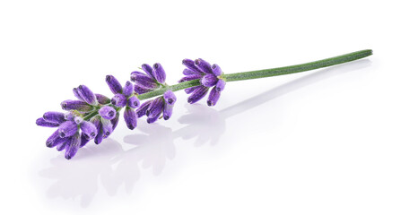 Lavender flowers isolated on white background