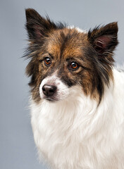 Sticker - fluffy dog looking on gray background