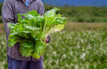 Focus at fresh green lettuces in Asian farmer's hand with blurred background of organic farm in rural scene