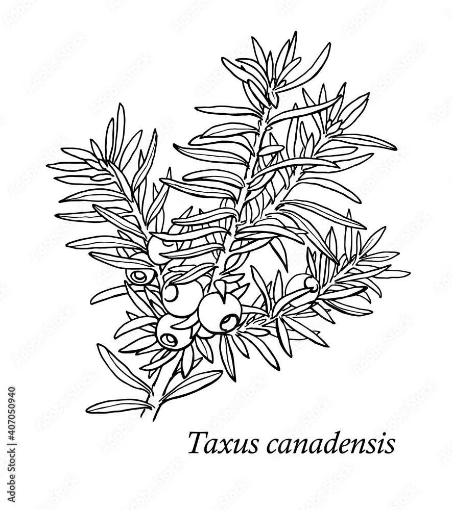 Vector yew branch. Taxus canadensis. Hand drawn sketch. black and white ...