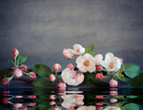Fototapeta Kamienie - Spa stones and pink flowers on grey background with water.