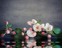 Spa Stones And Pink Flowers On Grey Background With Water.