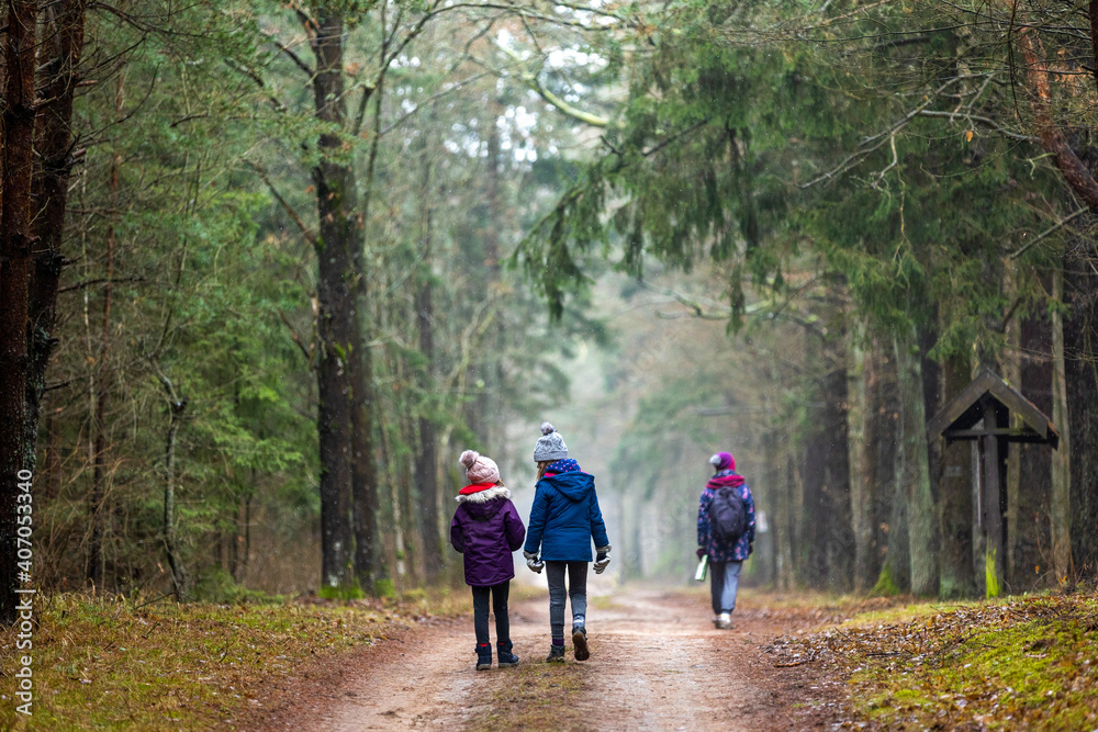 Family enjoying a walk through the woodland together, Bialowieza Forest, Poland - obrazy, fototapety, plakaty 