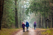 Family Enjoying A Walk Through The Woodland Together, Bialowieza Forest, Poland