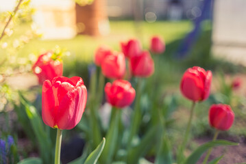 Spring red tulips blooming in the garden.