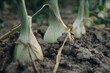 detail of onion growing in the field