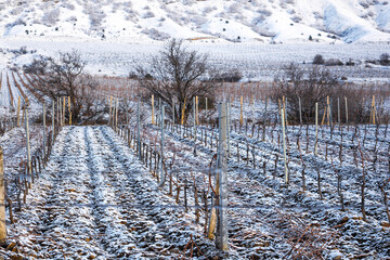 Wall Mural - Vineyard in the snow