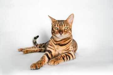 Wall Mural - Ginger Bengal cat with green eyes lies on a white background alone