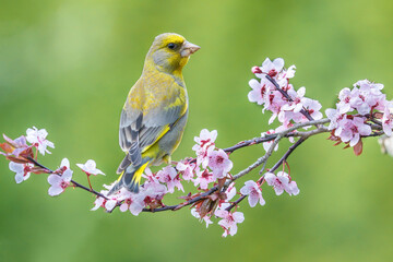 eurasian greenfinch (chloris chloris) on a blossoming branch
