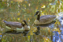 Two Canada Geese Show Their Water Reflections In A Clear Lake.