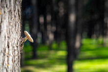 Wild Mushrooms Overgrown On A Tree Stump