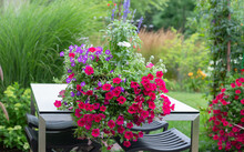 White Vincas, Red Geraniums, Blue Salvia And Red Super Petunias On A Rectangular Patio Table With Stainless Steel Base Invoking An Impressionistic Garden, With Clematis Climbing Up The Arbor.
