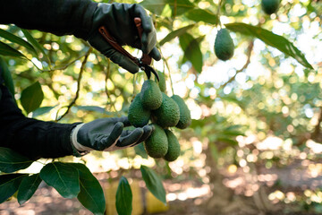 Farmer working in the hass avocado harvest season