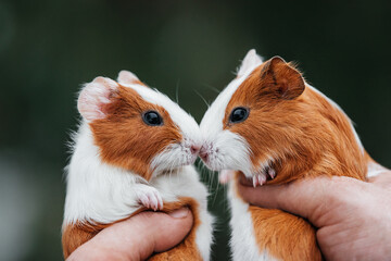 Two lovely guinea pigs nose to nose held in hands in summer