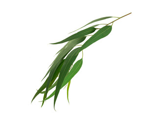 Eucalyptus leaf with branch isolated on white background.