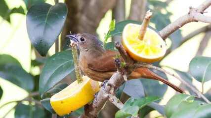 Canvas Print - Ave fêmea do tiê-preto (Tachyphonus coronatus)