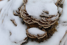 Turkey Tail Mushroom In Snow At Camp Ground Road In Des Plaines, Illinois