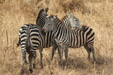 Fototapeta Konie - Tansania Wildlife