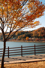 Canvas Print - Nakdonggang riverside park at autumn in Andong, Korea